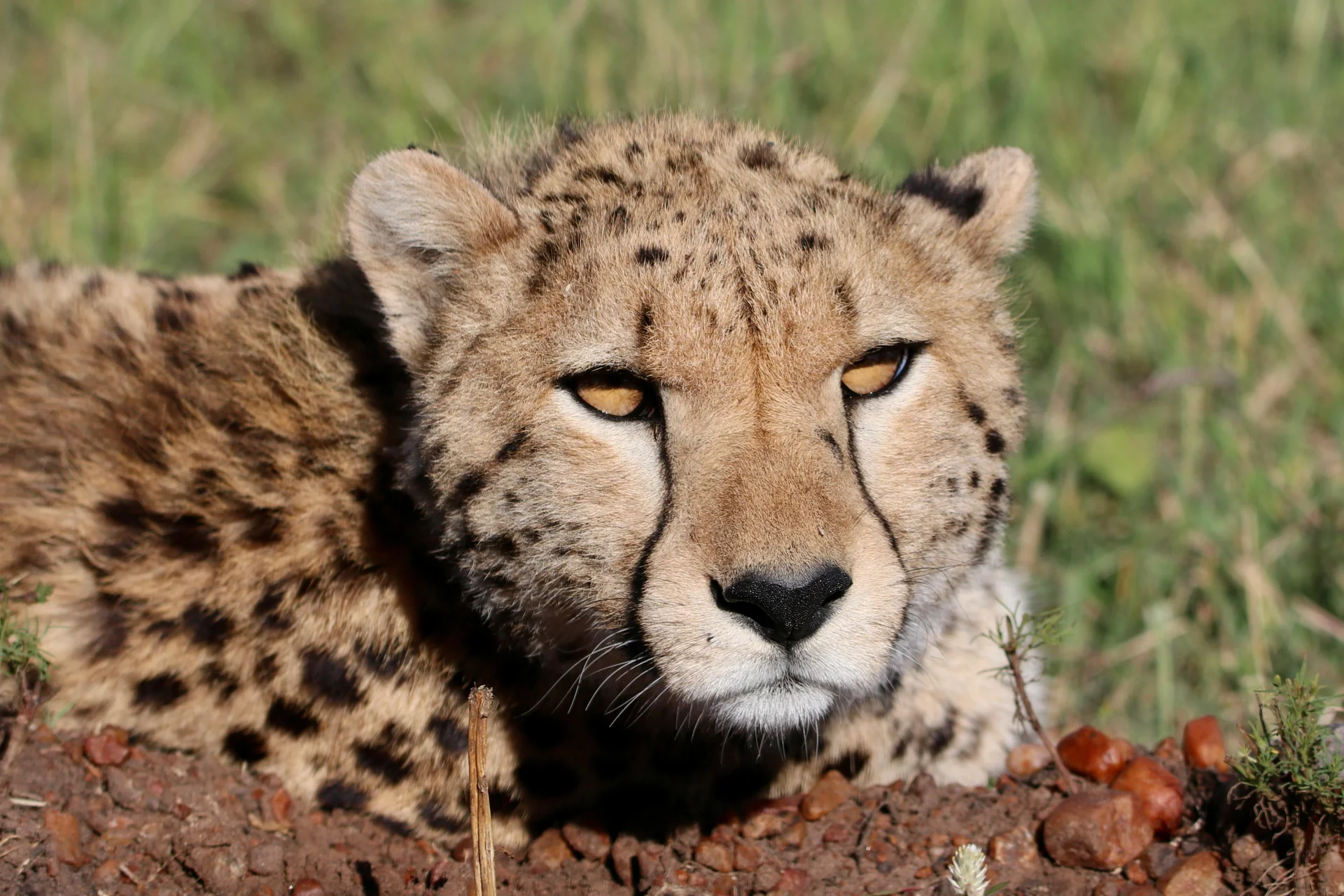 cheetah