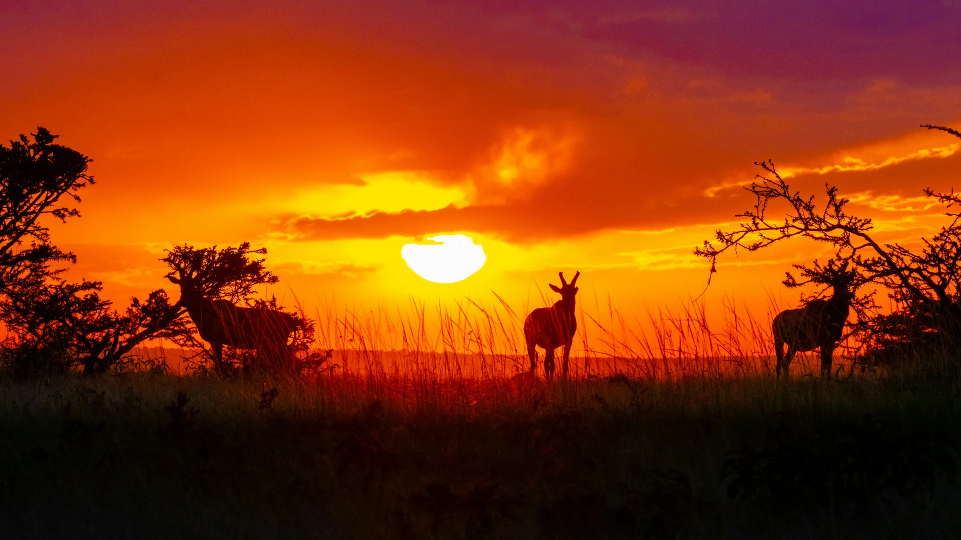 gazelle sunset