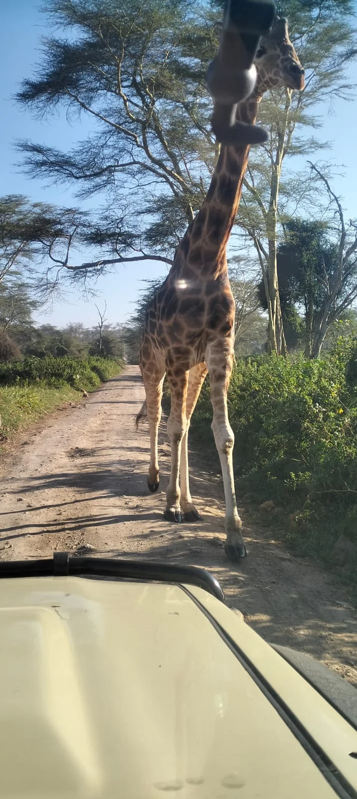 giraffe feeding 2
