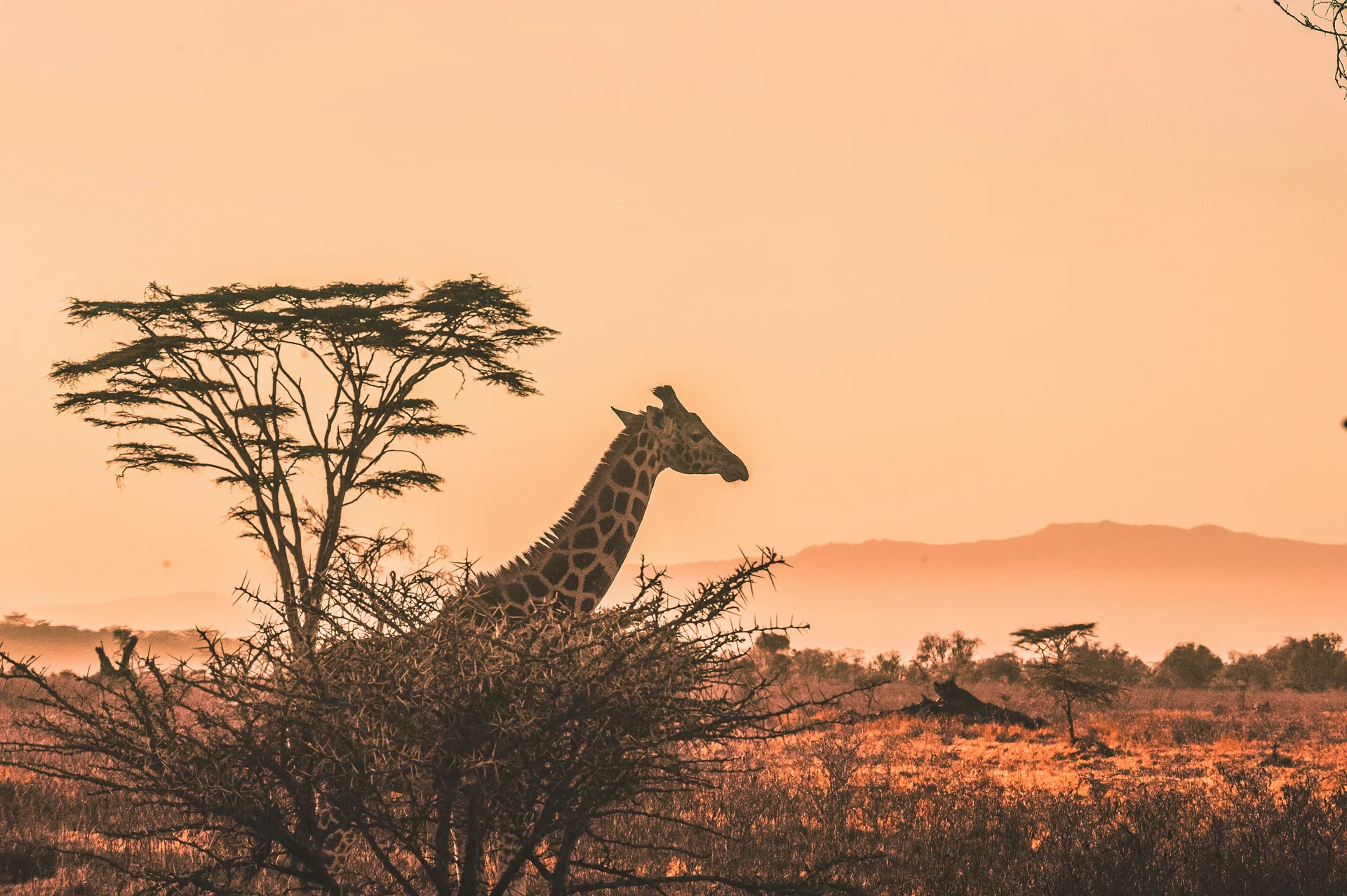 giraffe sunset 1