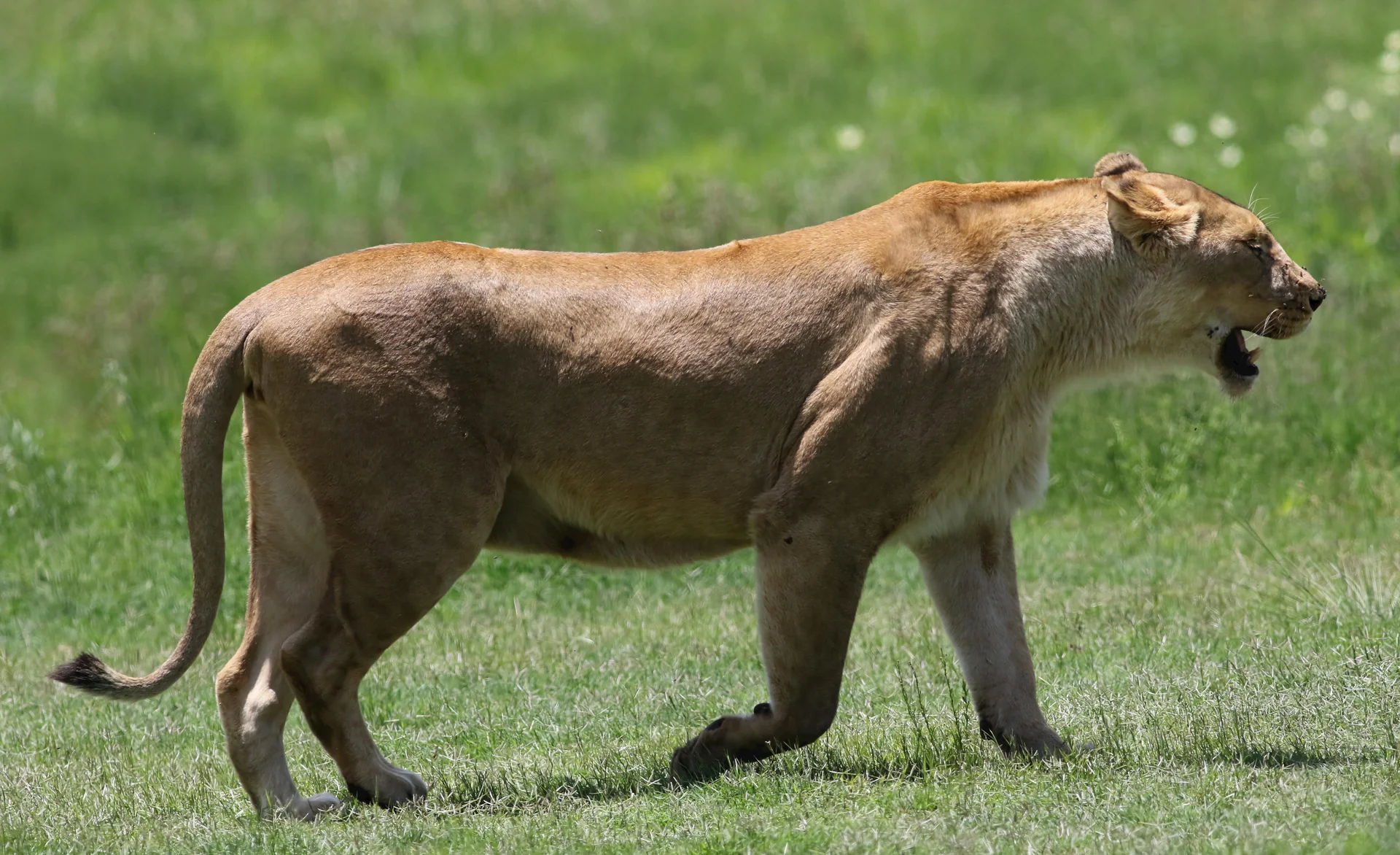 lioness walking