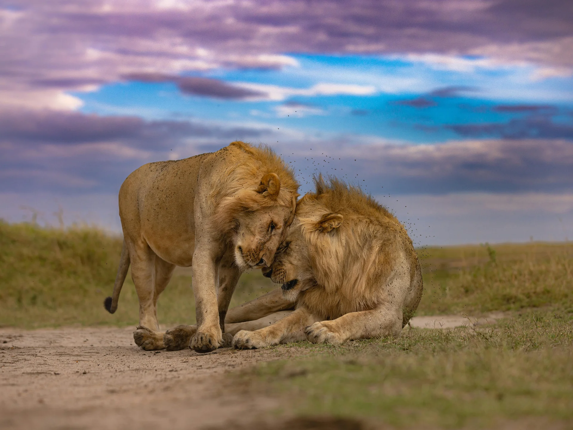 lions resting 1