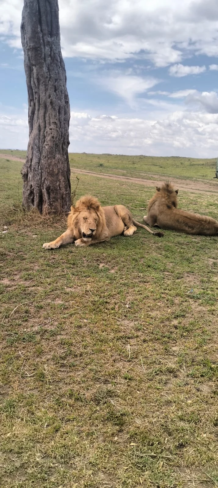 lions resting 4