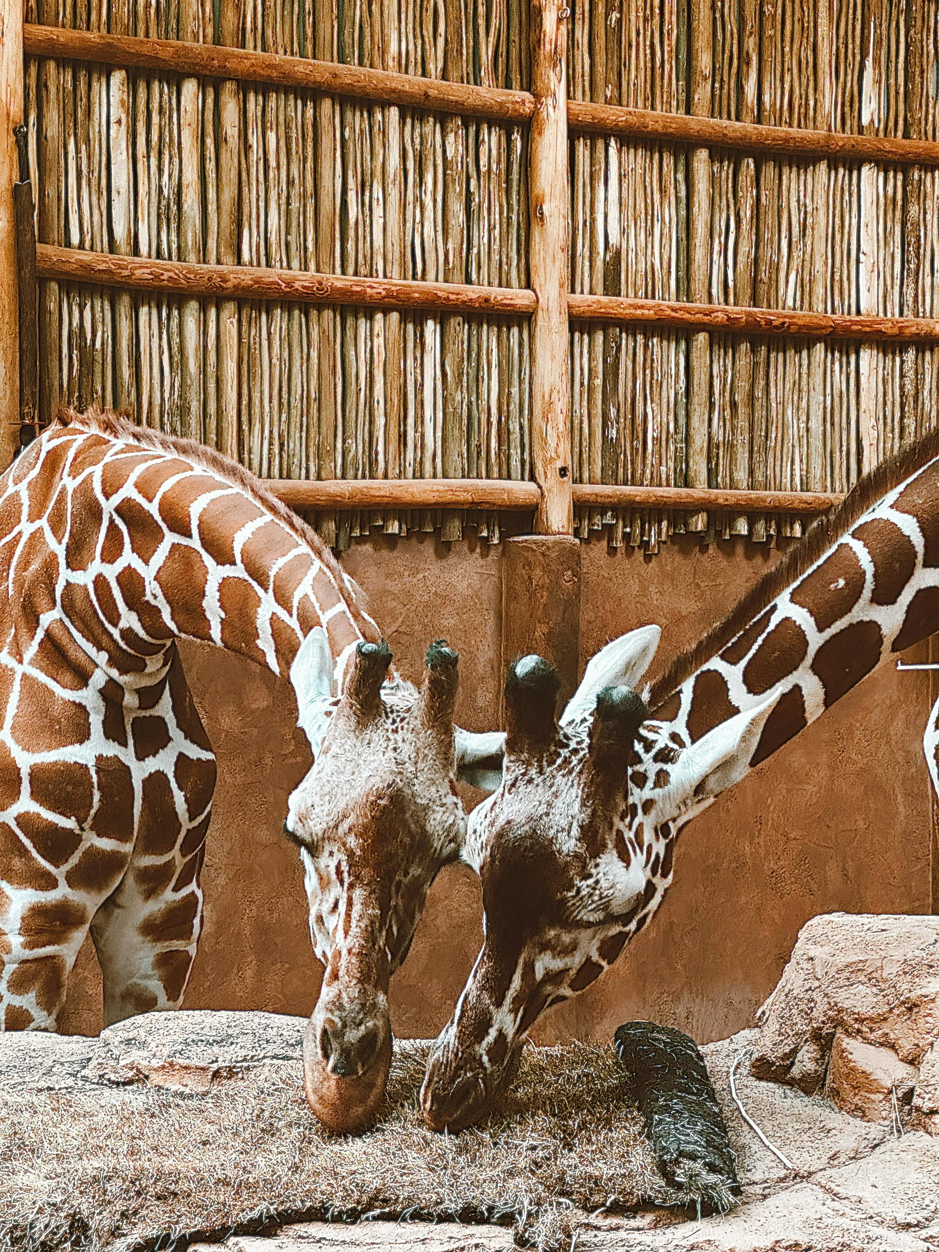 reticulated giraffe