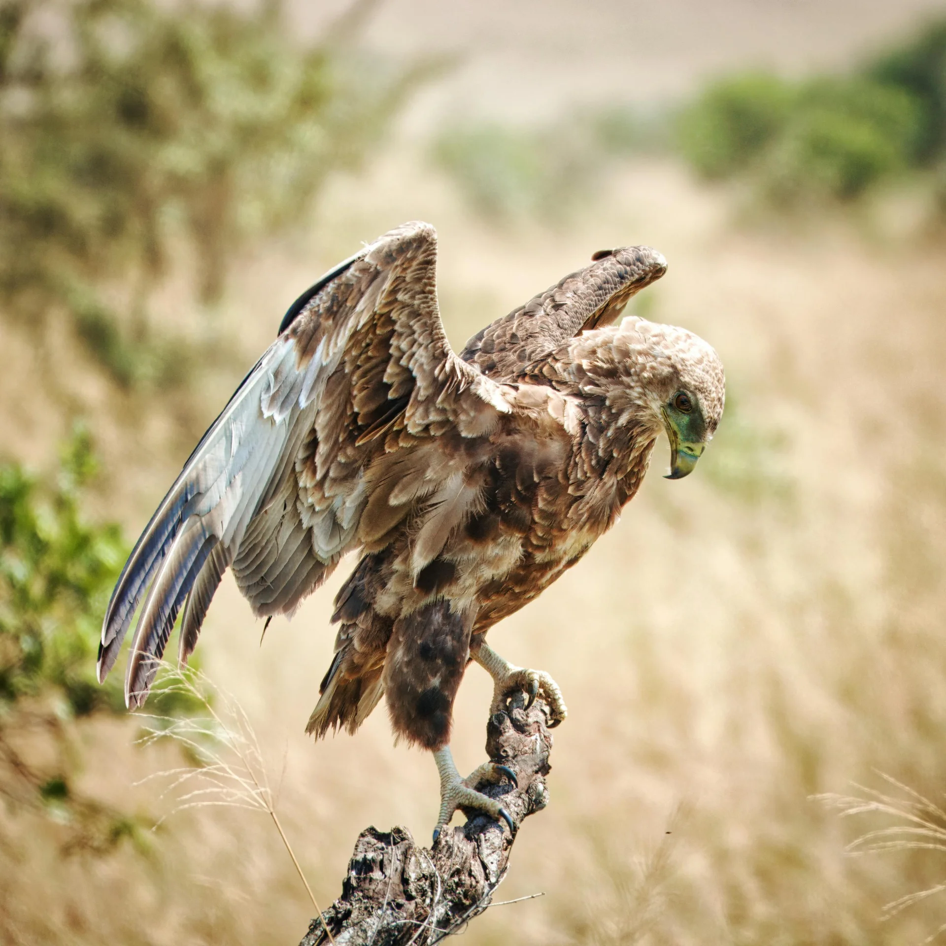 steppe eagle